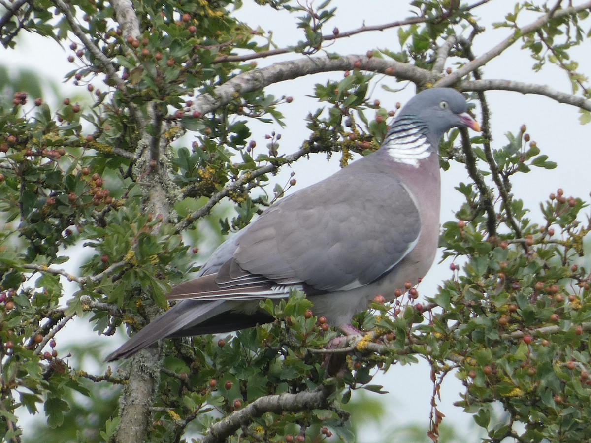 Common Wood-Pigeon - ML621209368