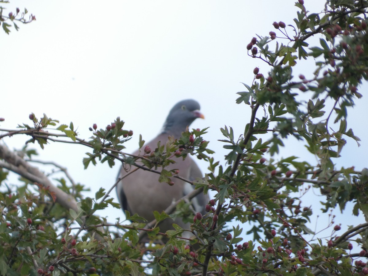 Common Wood-Pigeon - ML621209369