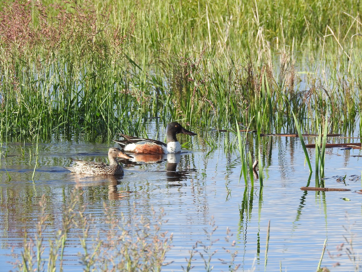 Northern Shoveler - ML62120941