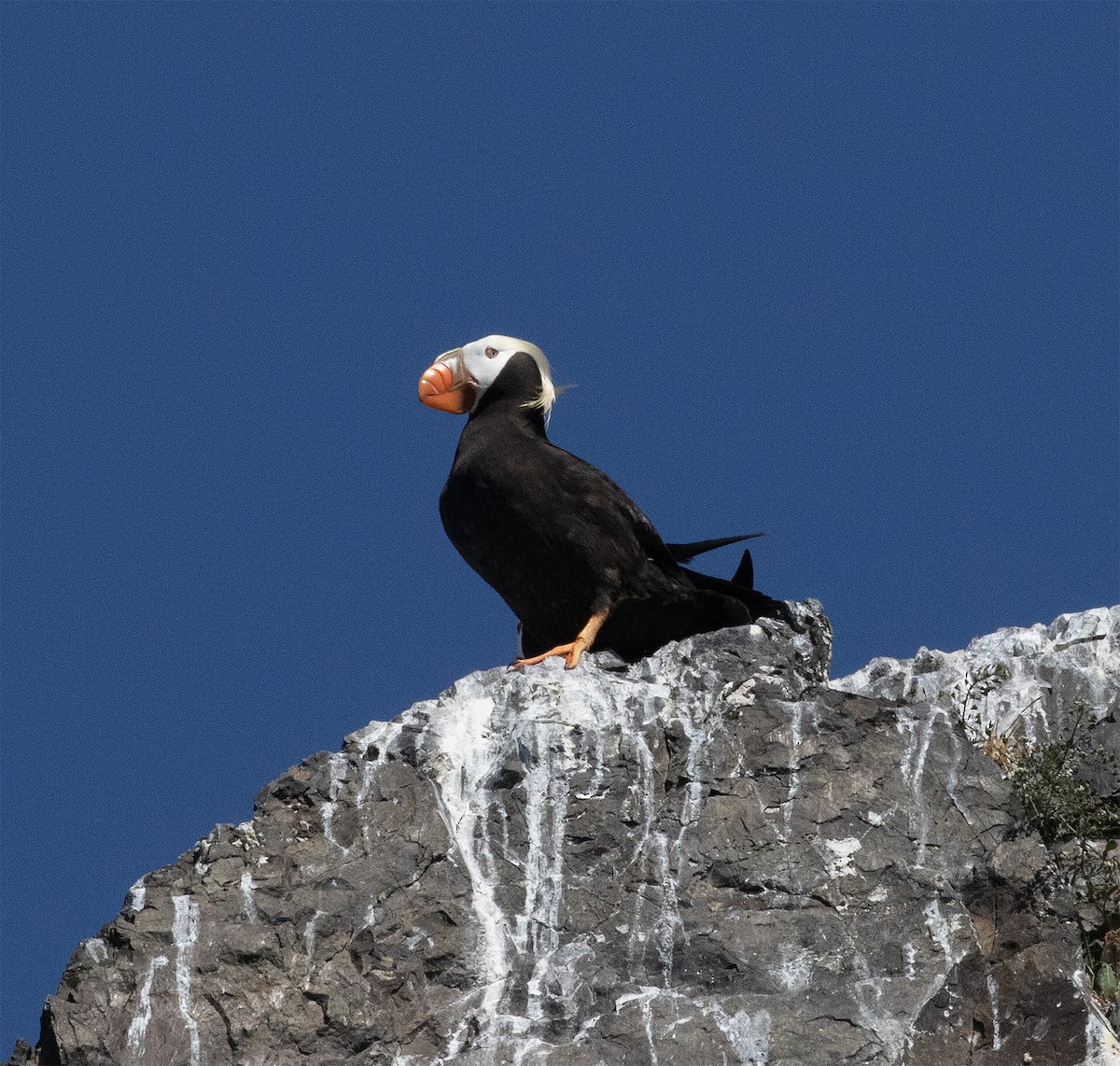 Tufted Puffin - ML621209433