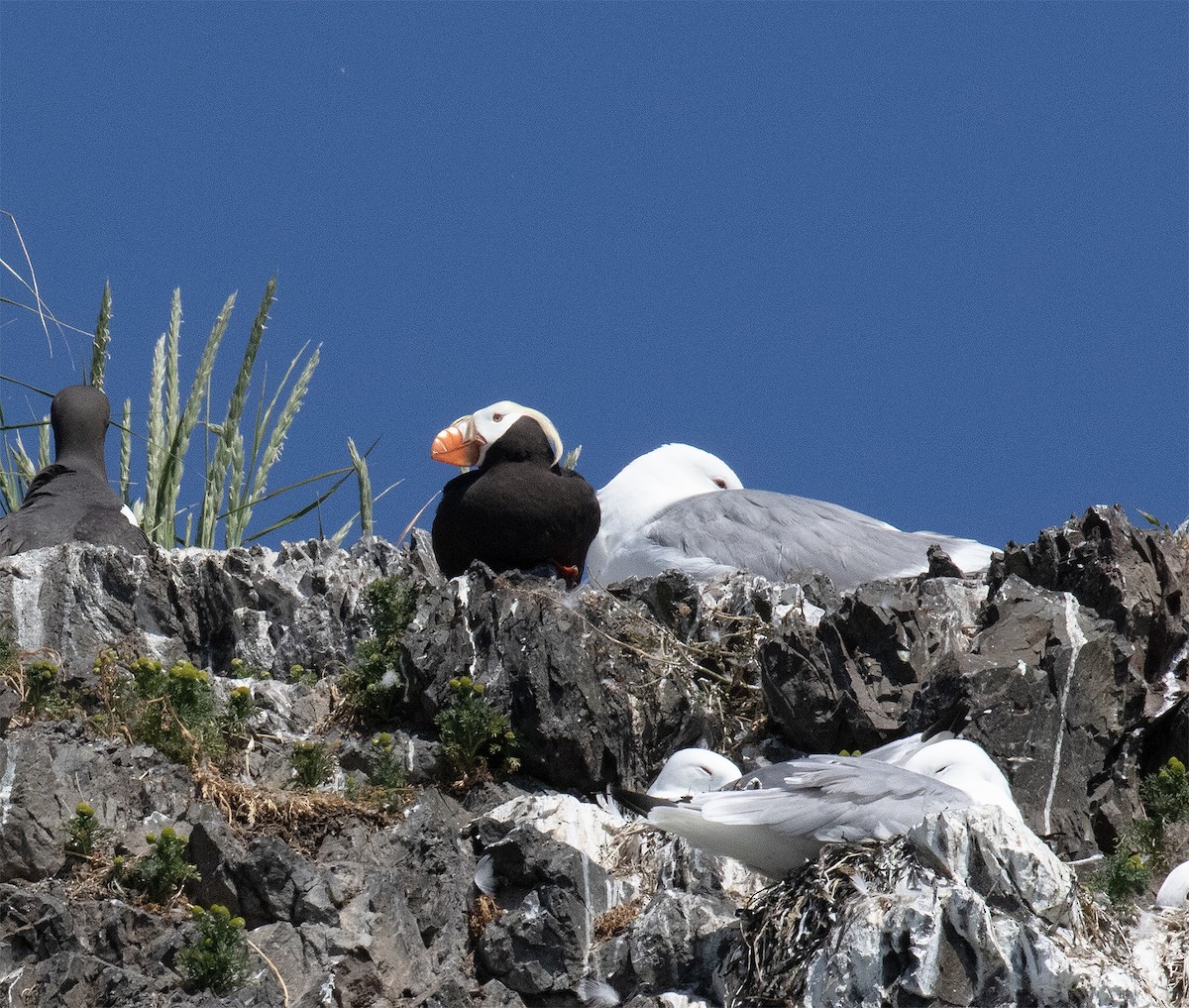 Tufted Puffin - ML621209434