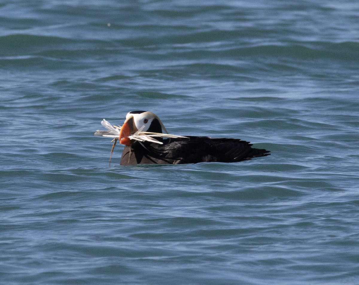 Tufted Puffin - ML621209435