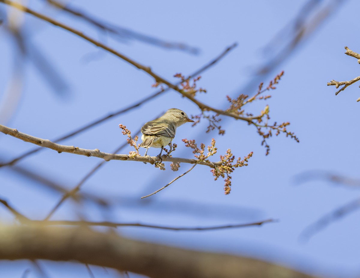 Southern Mouse-colored Tyrannulet - ML621209519