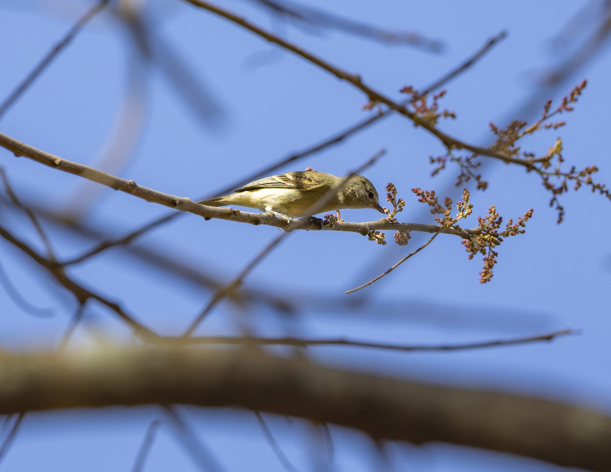 Southern Mouse-colored Tyrannulet - ML621209520