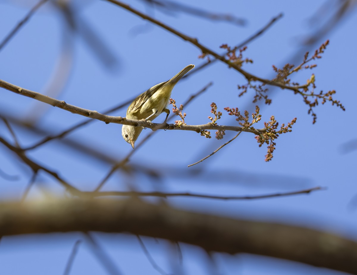Southern Mouse-colored Tyrannulet - ML621209521