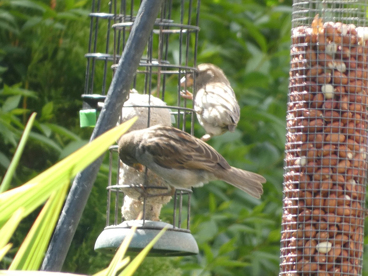 House Sparrow - ML621209525