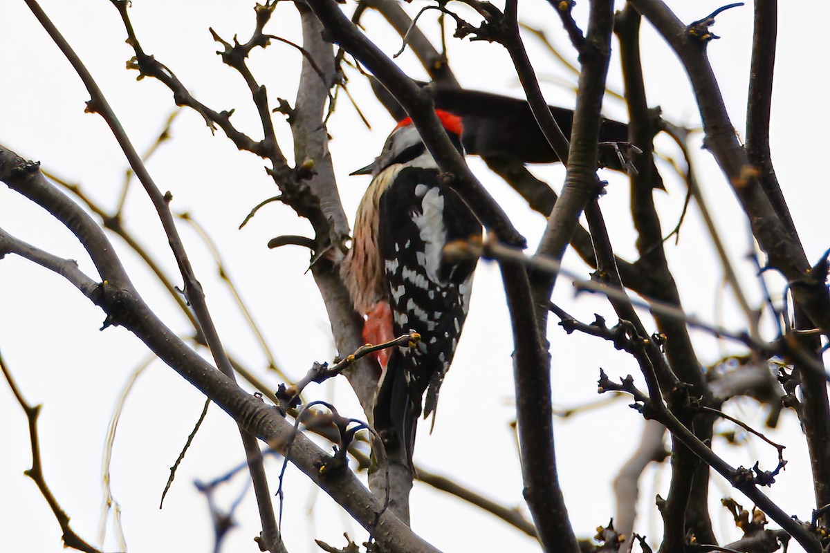 Middle Spotted Woodpecker - ML621209534