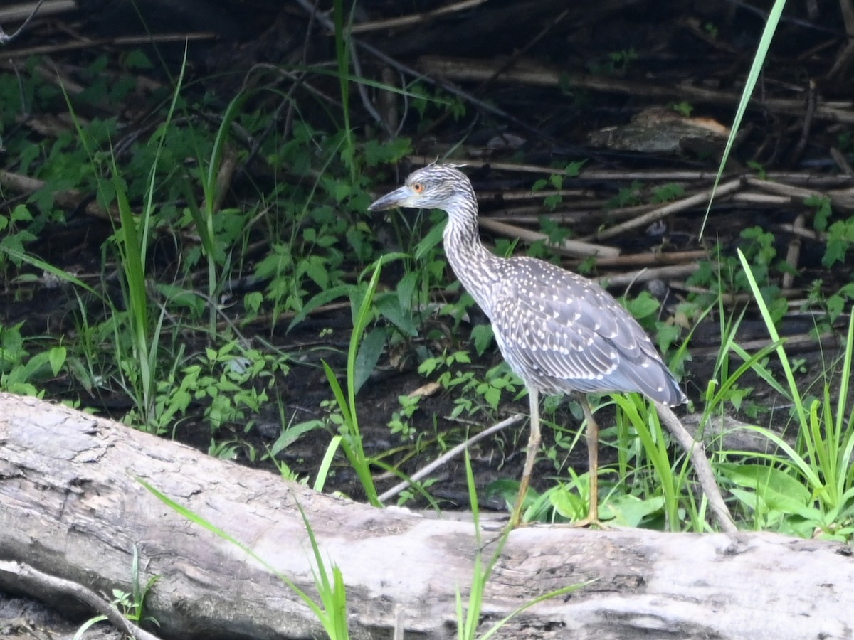 Yellow-crowned Night Heron - ML621209556