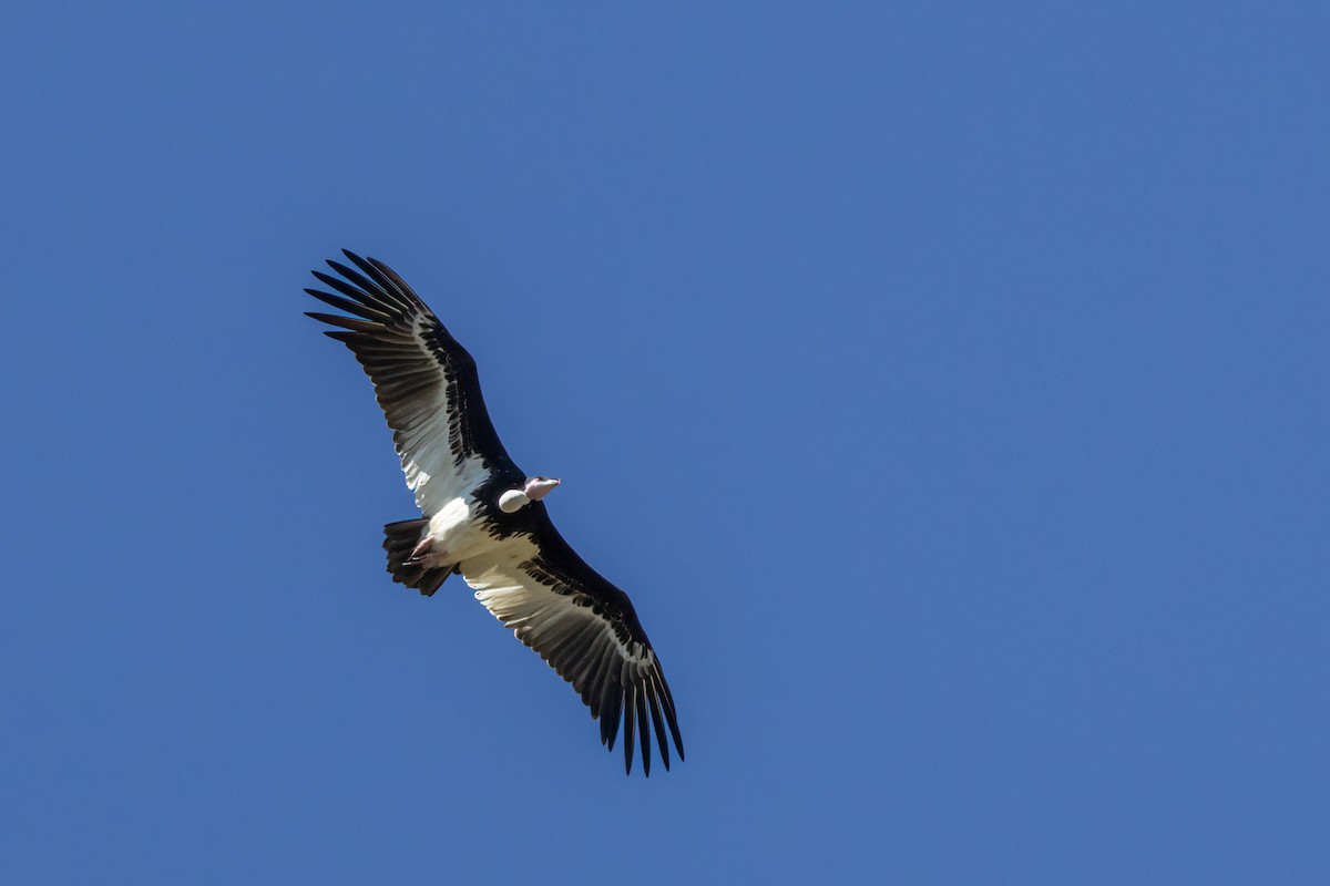 Vautour à tête blanche - ML621209634