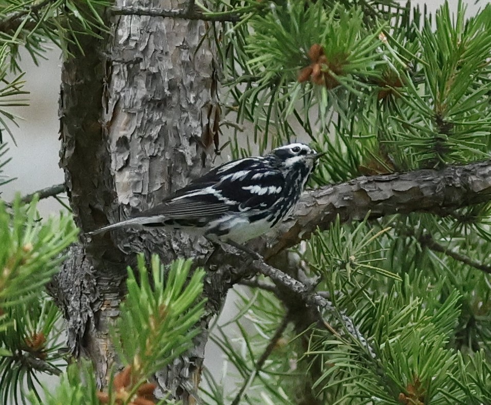 Black-and-white Warbler - ML621209648