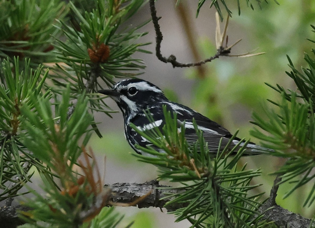 Black-and-white Warbler - ML621209649