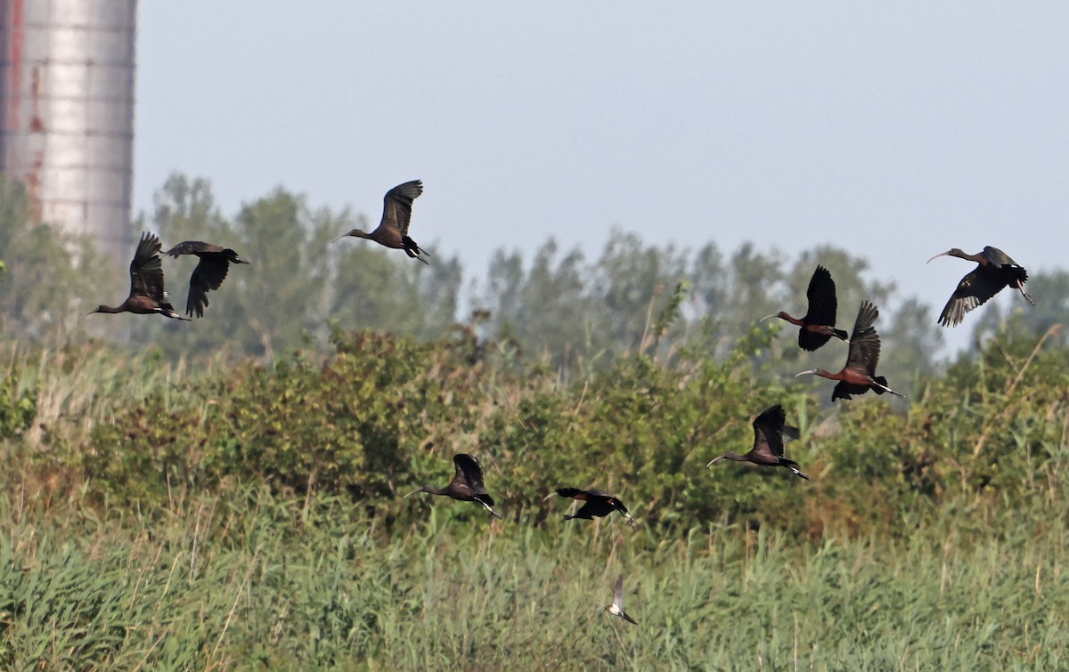 ibis hnědý - ML621209667