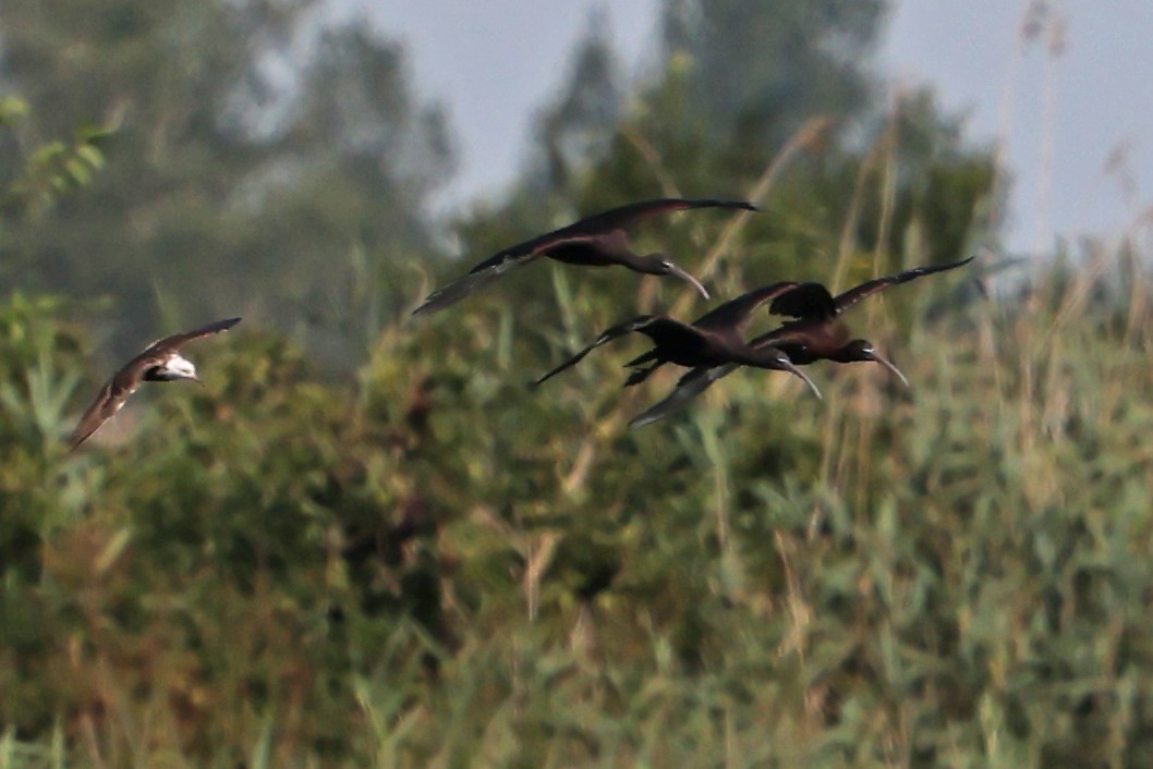 ibis hnědý - ML621209678