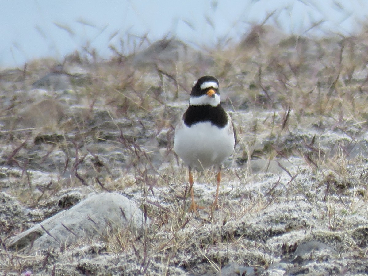 Common Ringed Plover - ML621209684