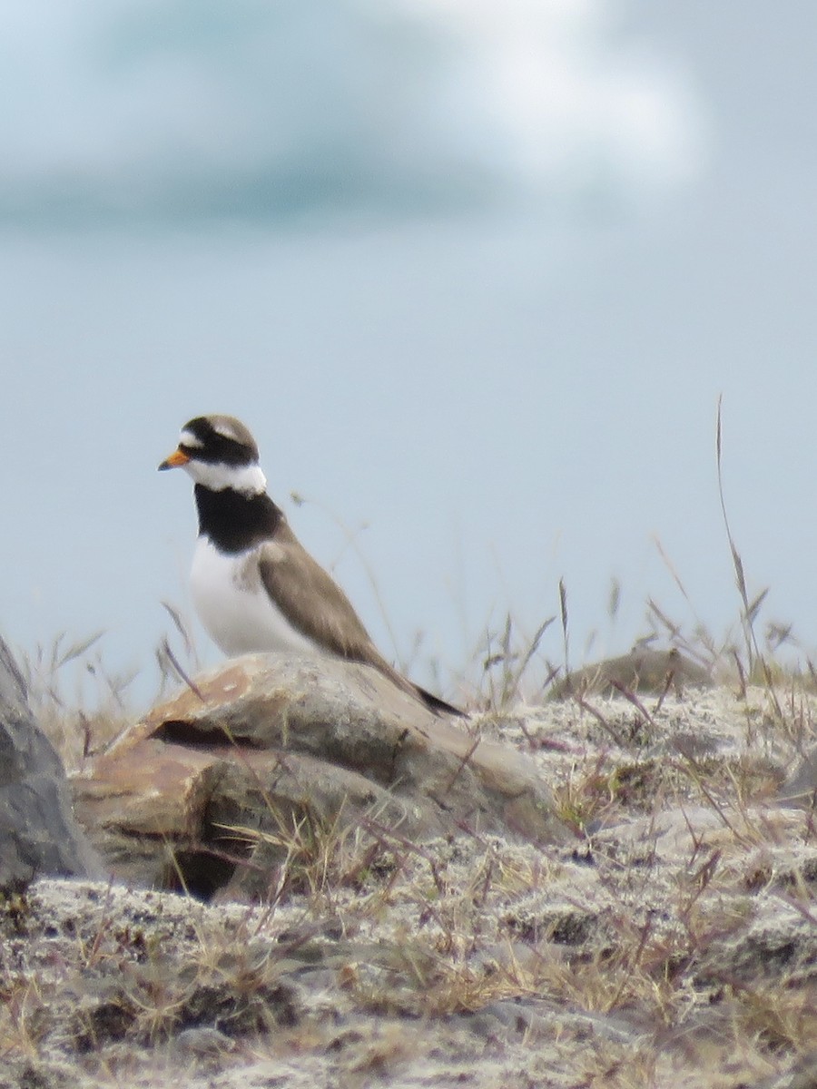 Common Ringed Plover - ML621209685