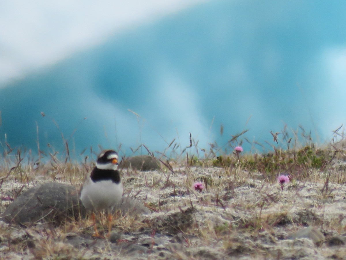 Common Ringed Plover - ML621209686