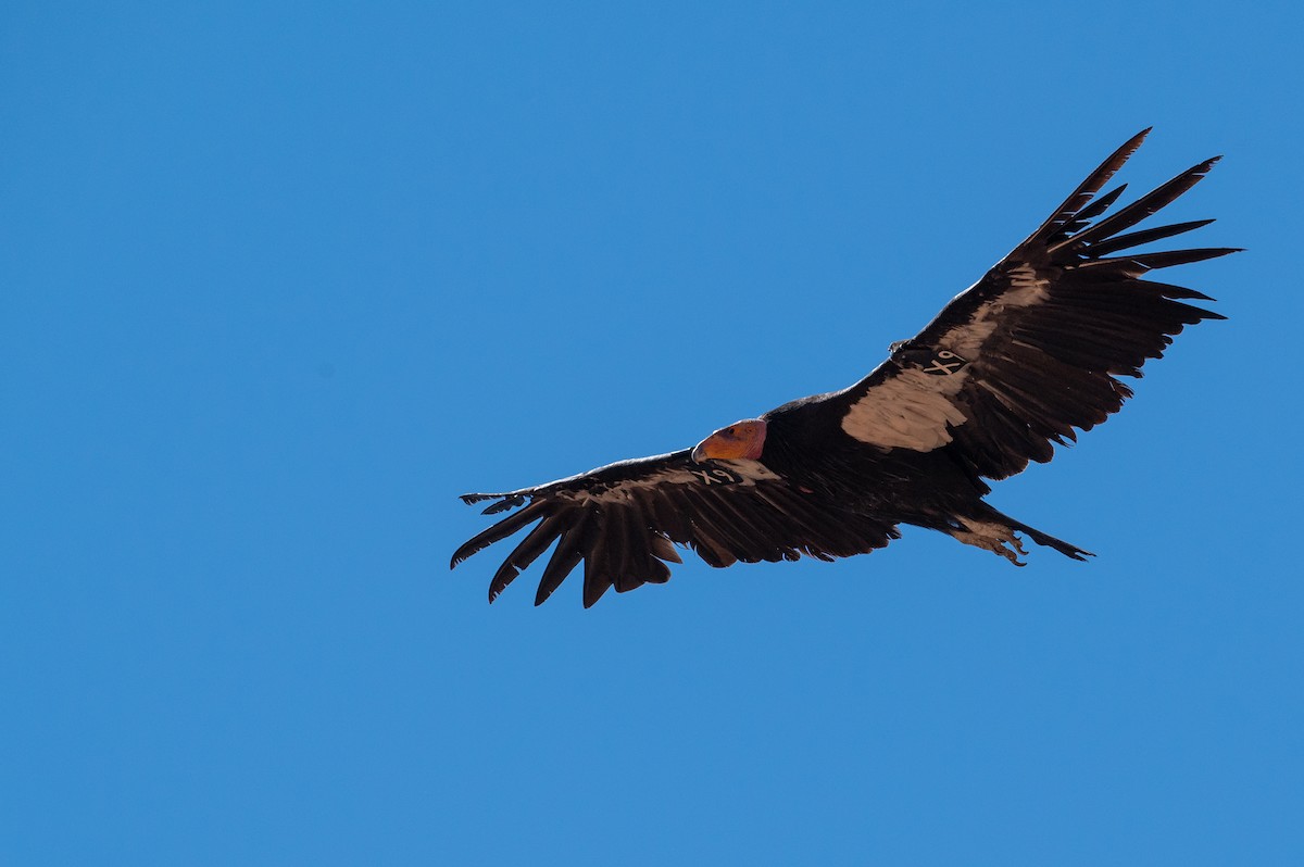 Condor de Californie - ML621209693