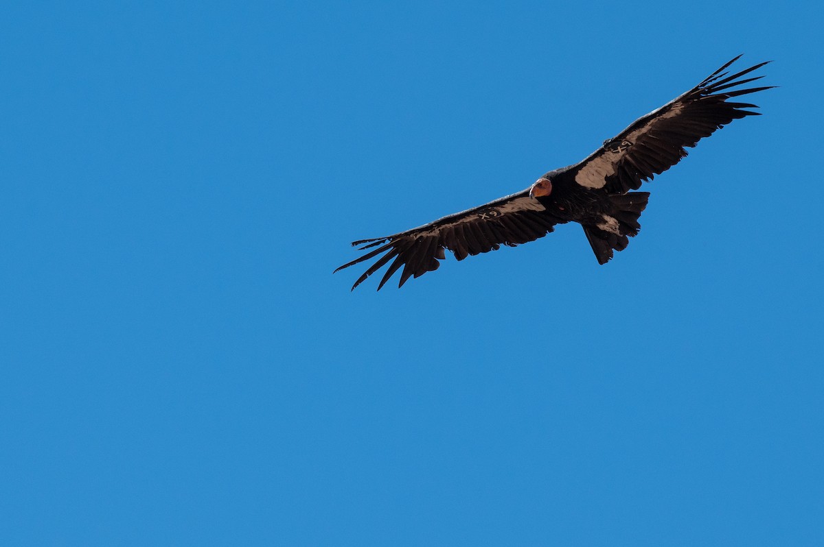 Condor de Californie - ML621209694