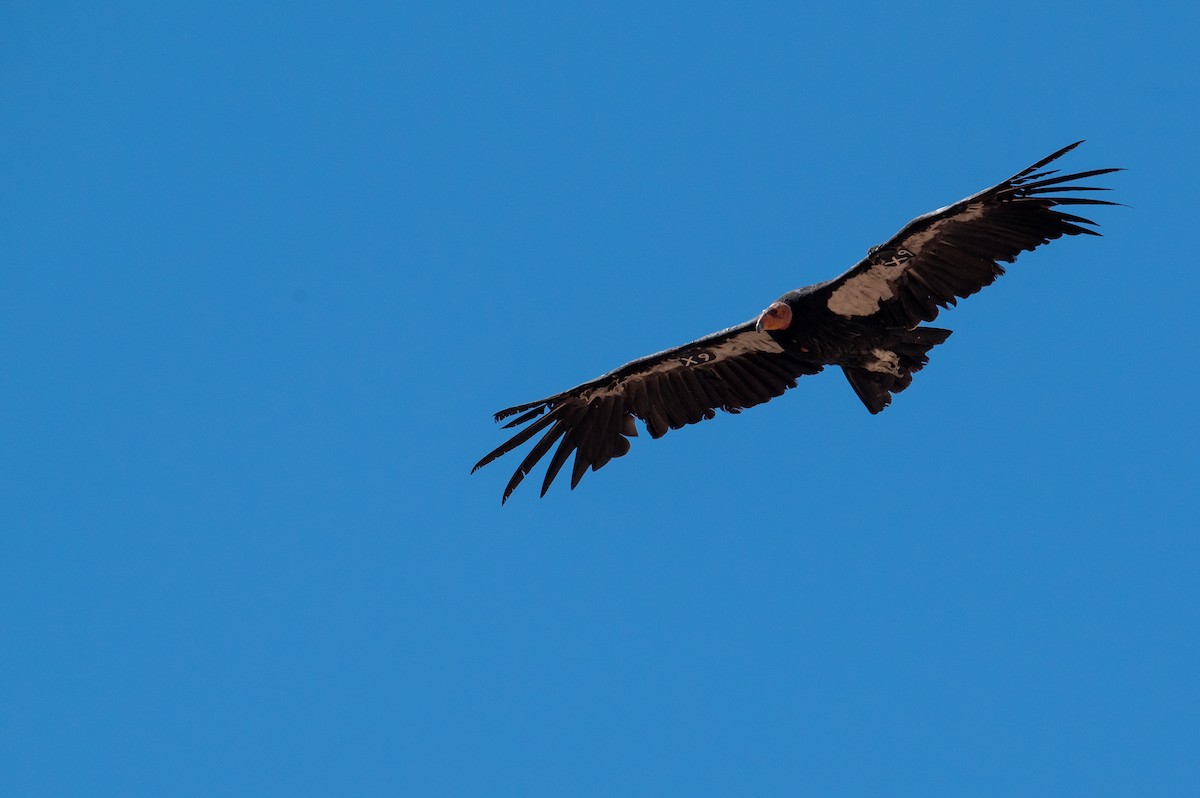 Condor de Californie - ML621209695