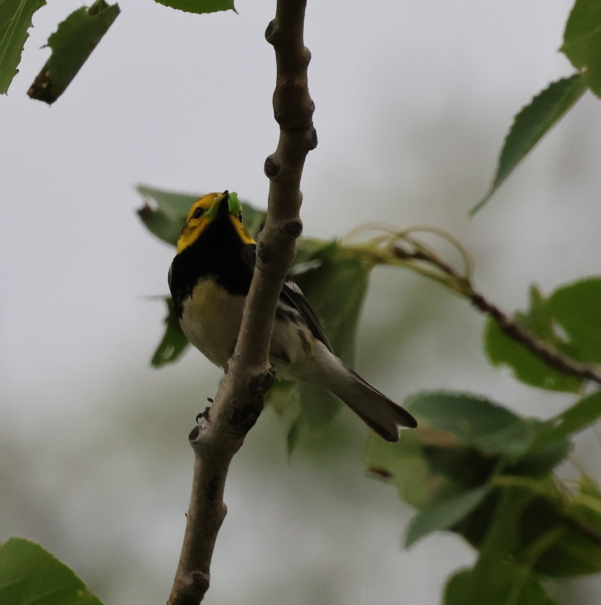 Black-throated Green Warbler - ML621209696