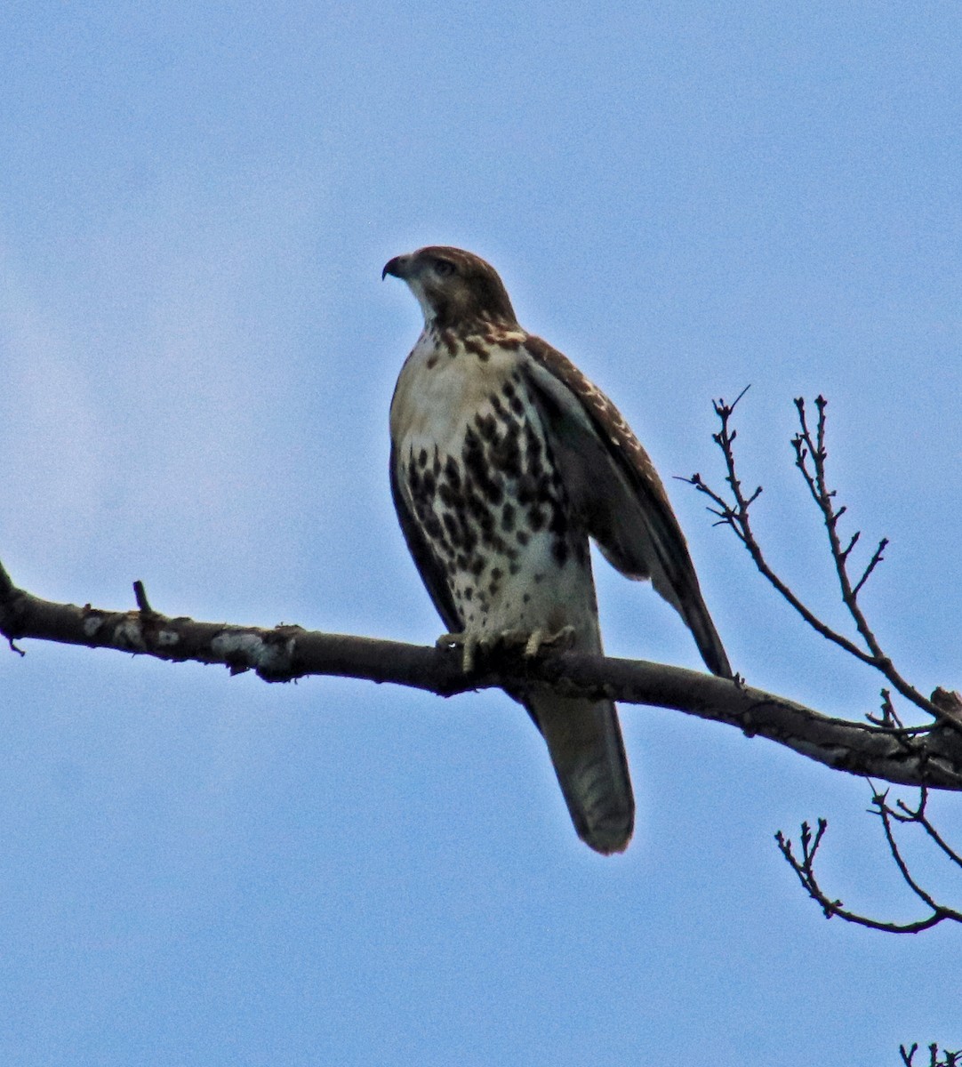 Red-tailed Hawk - ML621209704