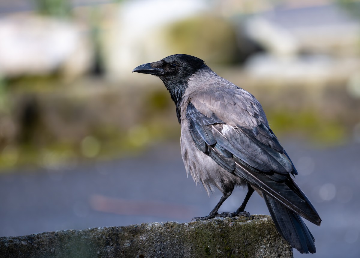 Hooded Crow (Hooded) - ML621209740