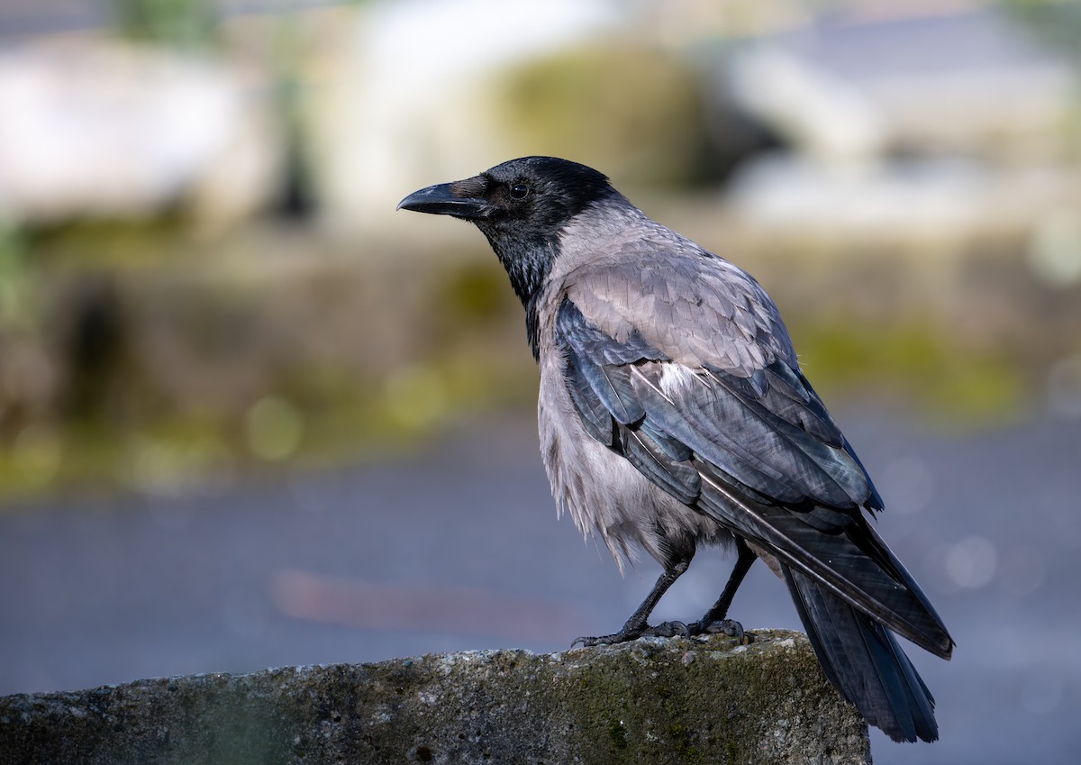 Hooded Crow (Hooded) - ML621209741