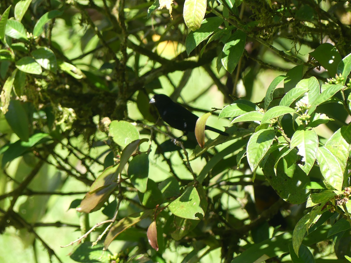 Variable Seedeater - ML621209745
