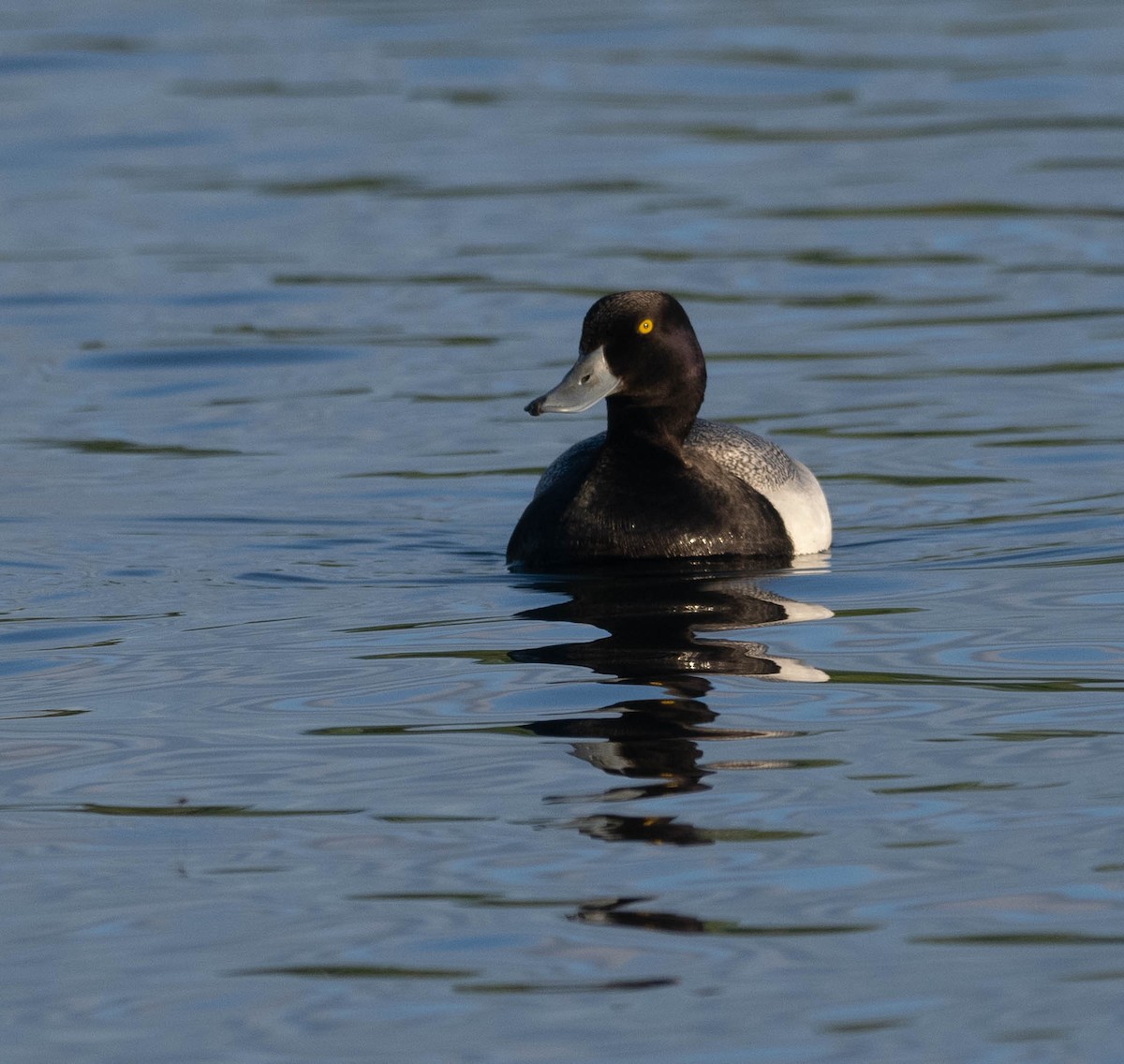 Greater Scaup - ML621209753