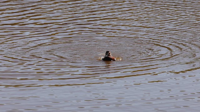 White-headed Duck - ML621209754