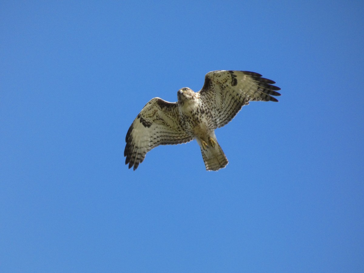 Red-tailed Hawk - ML621209756