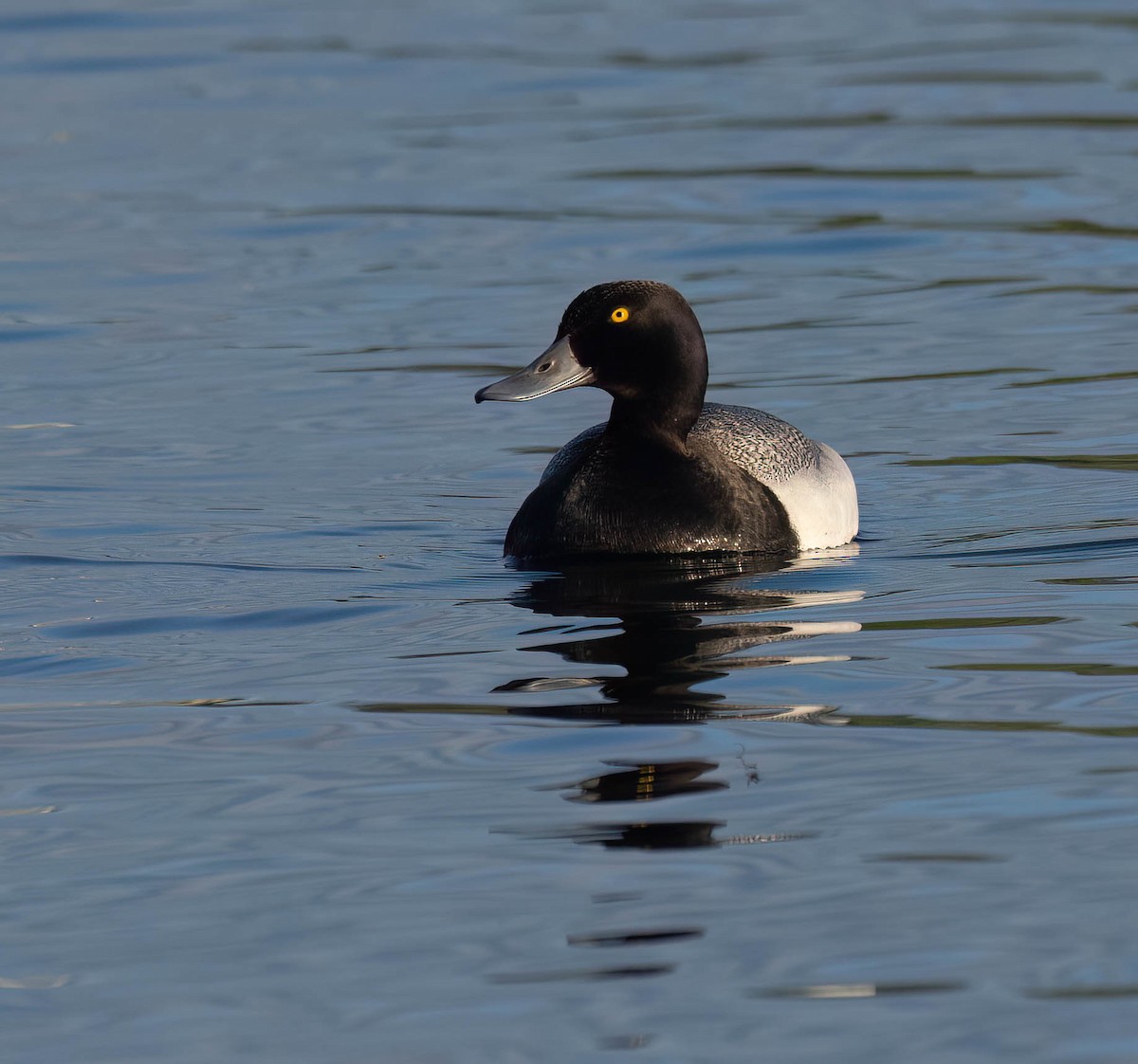 Greater Scaup - ML621209757