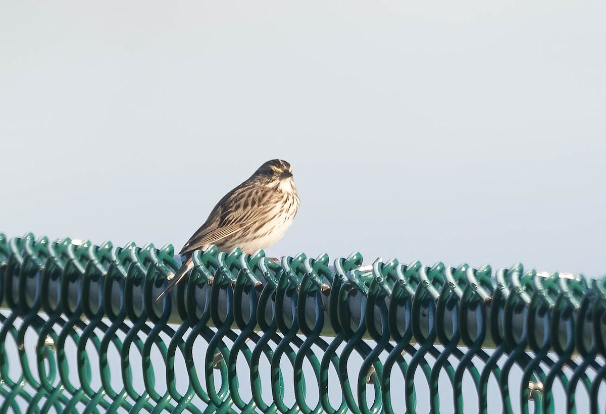 Savannah Sparrow - ML621209767