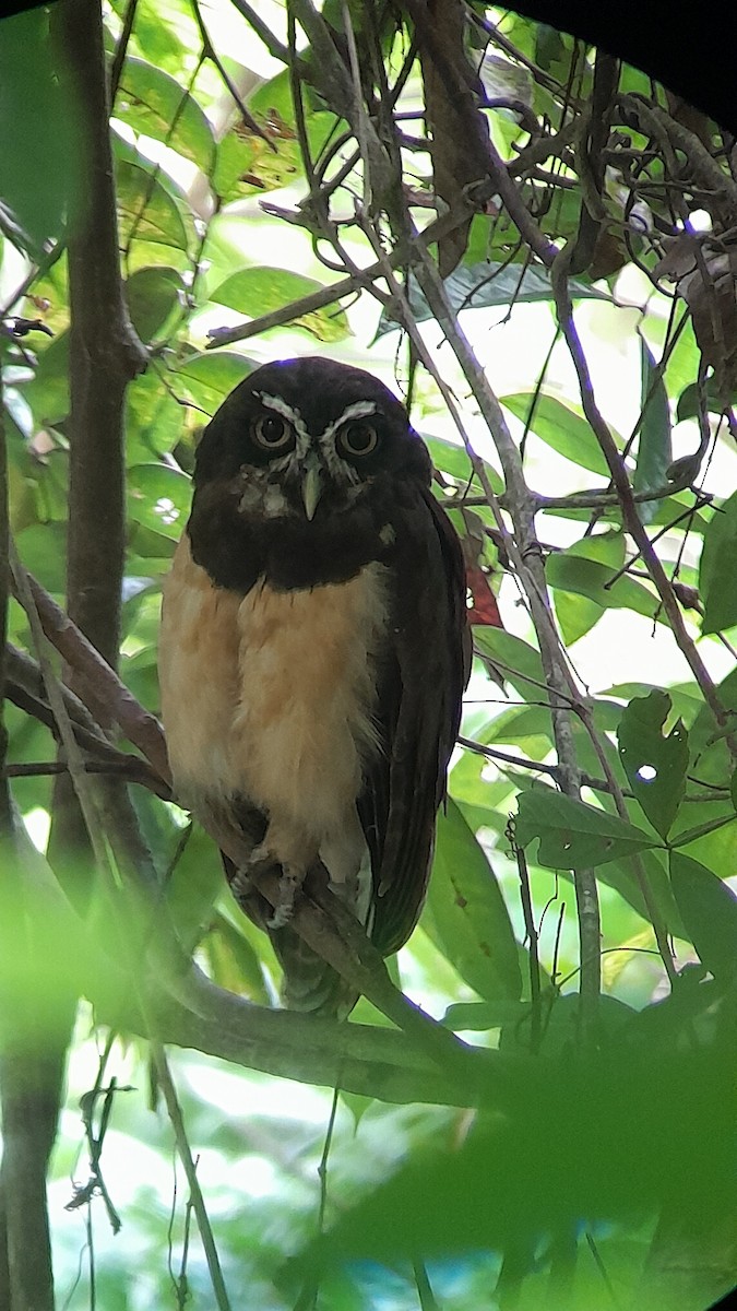 Spectacled Owl - ML621209770