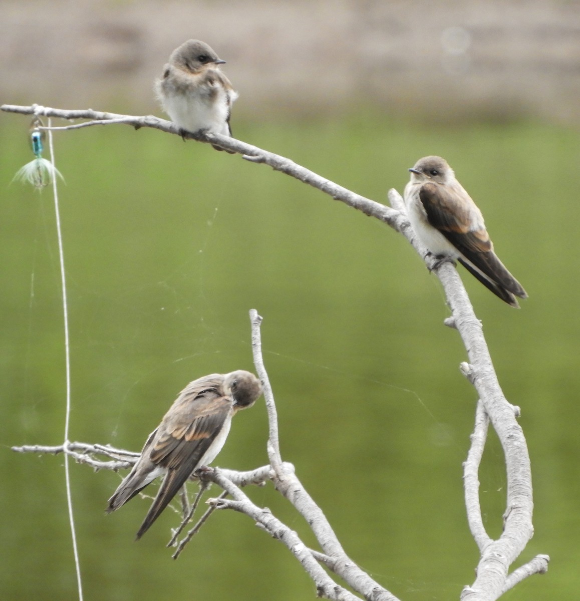 Northern Rough-winged Swallow - ML621209771