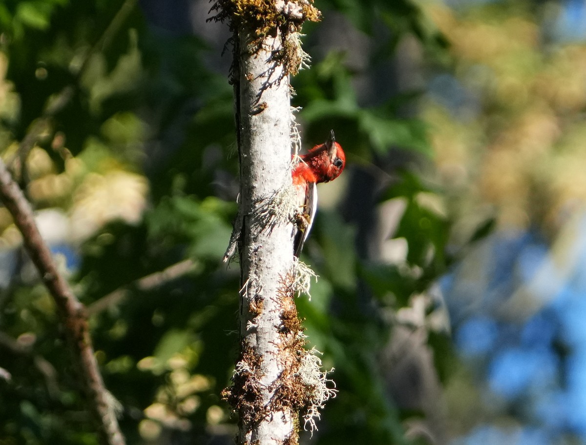 Red-breasted Sapsucker - ML621209808