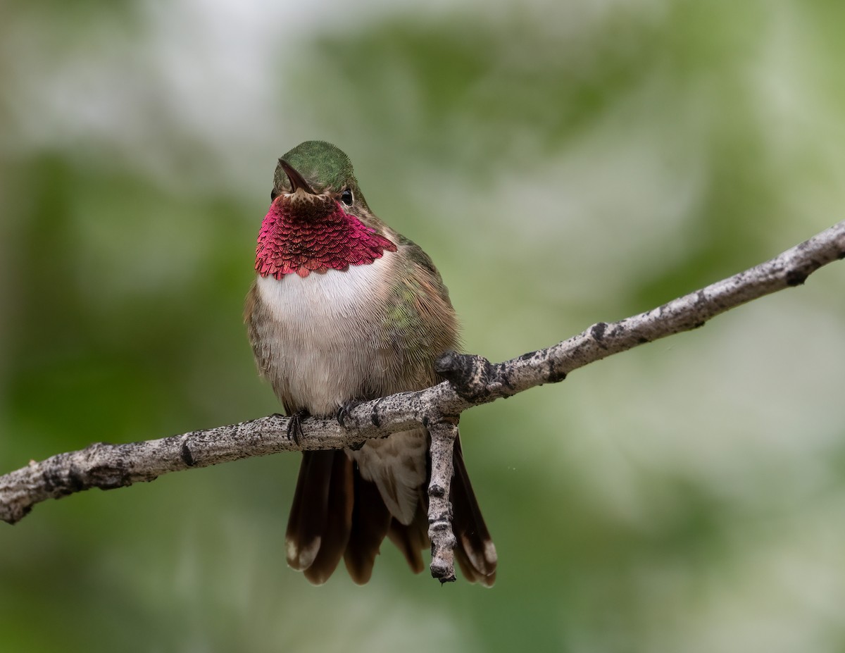 Broad-tailed Hummingbird - ML621209825