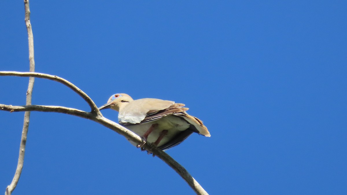 White-winged Dove - ML621209834