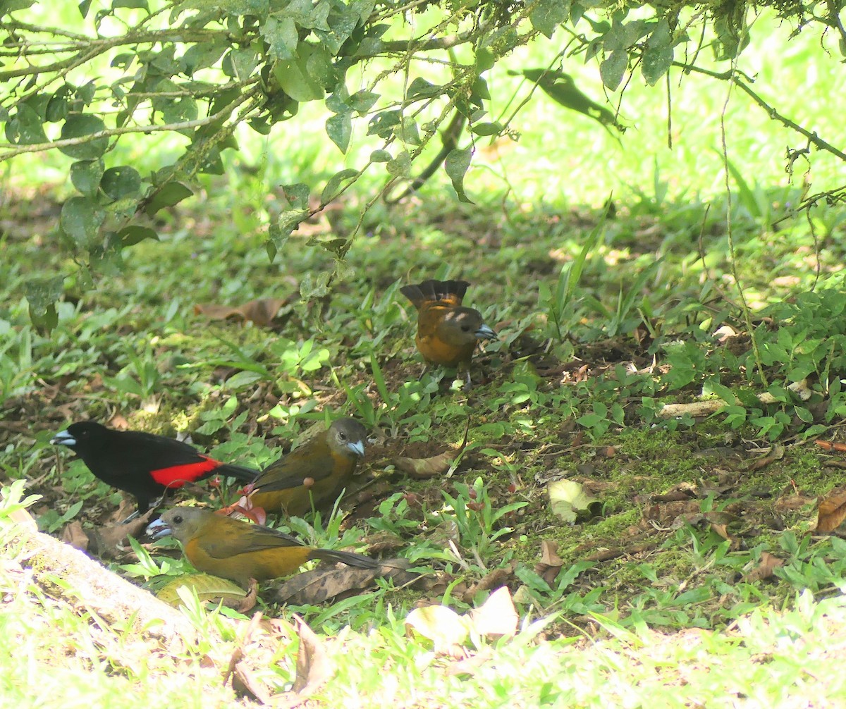 Scarlet-rumped Tanager (Passerini's) - ML621209839