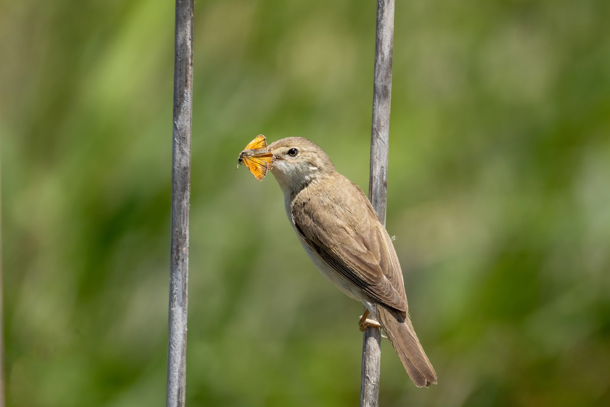 Common Reed Warbler - ML621209849