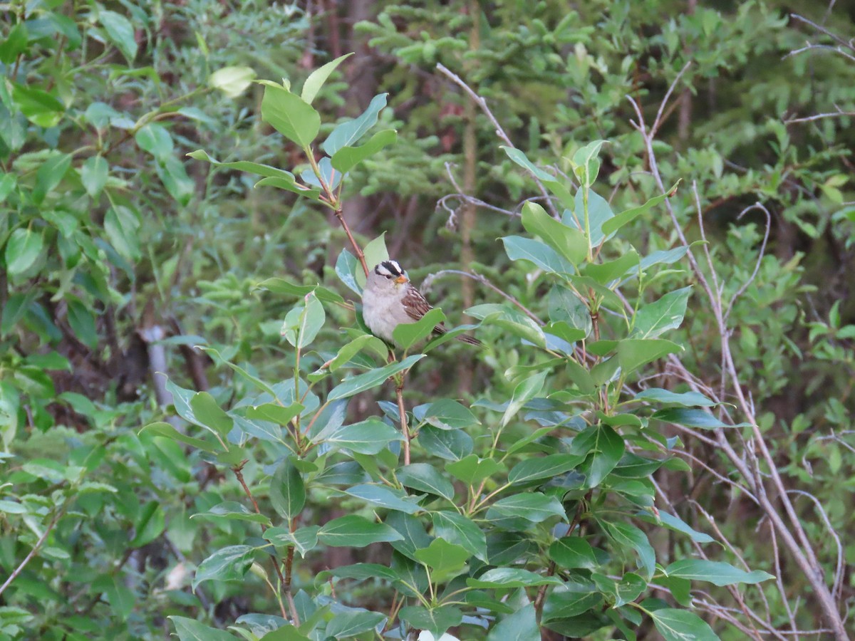 White-crowned Sparrow (Gambel's) - ML621209887