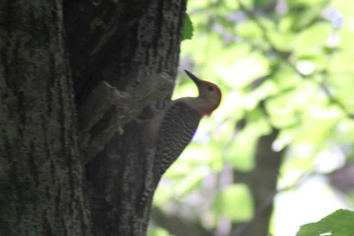 Red-bellied Woodpecker - ML621209900