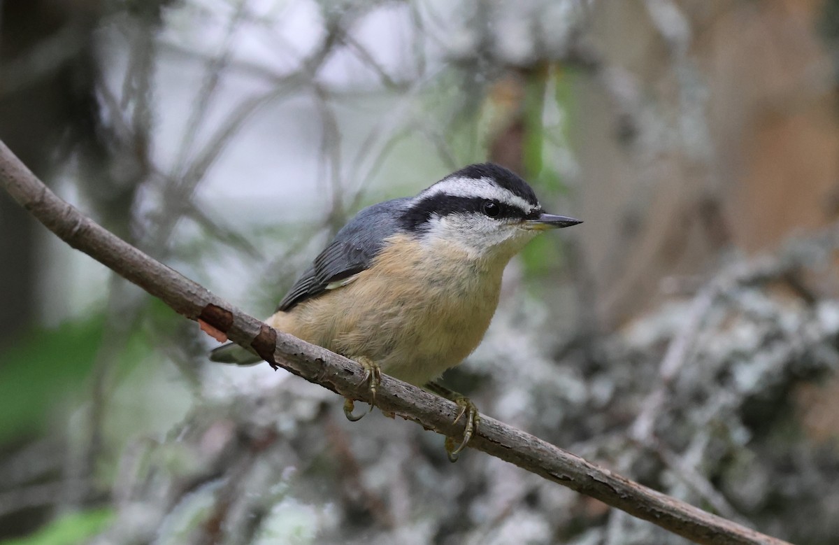 Red-breasted Nuthatch - ML621209901