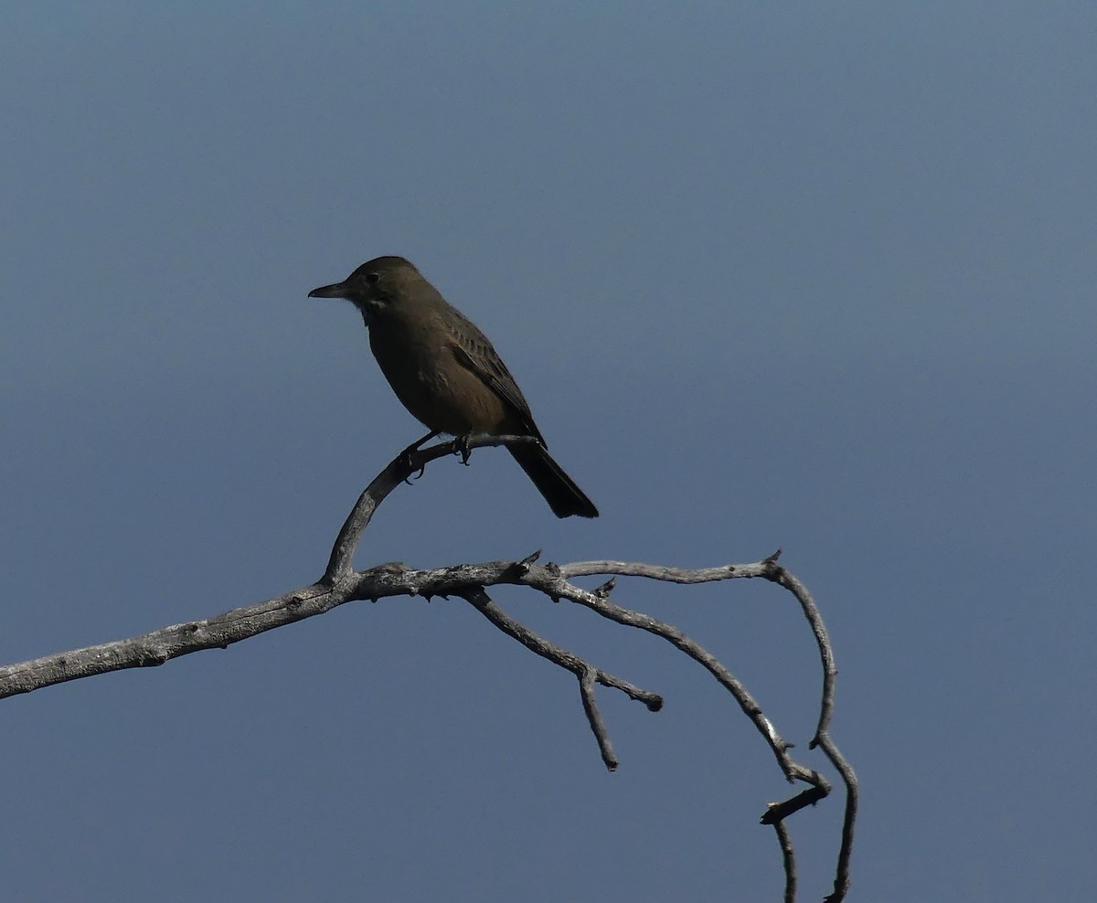 Great Shrike-Tyrant - ML621209950