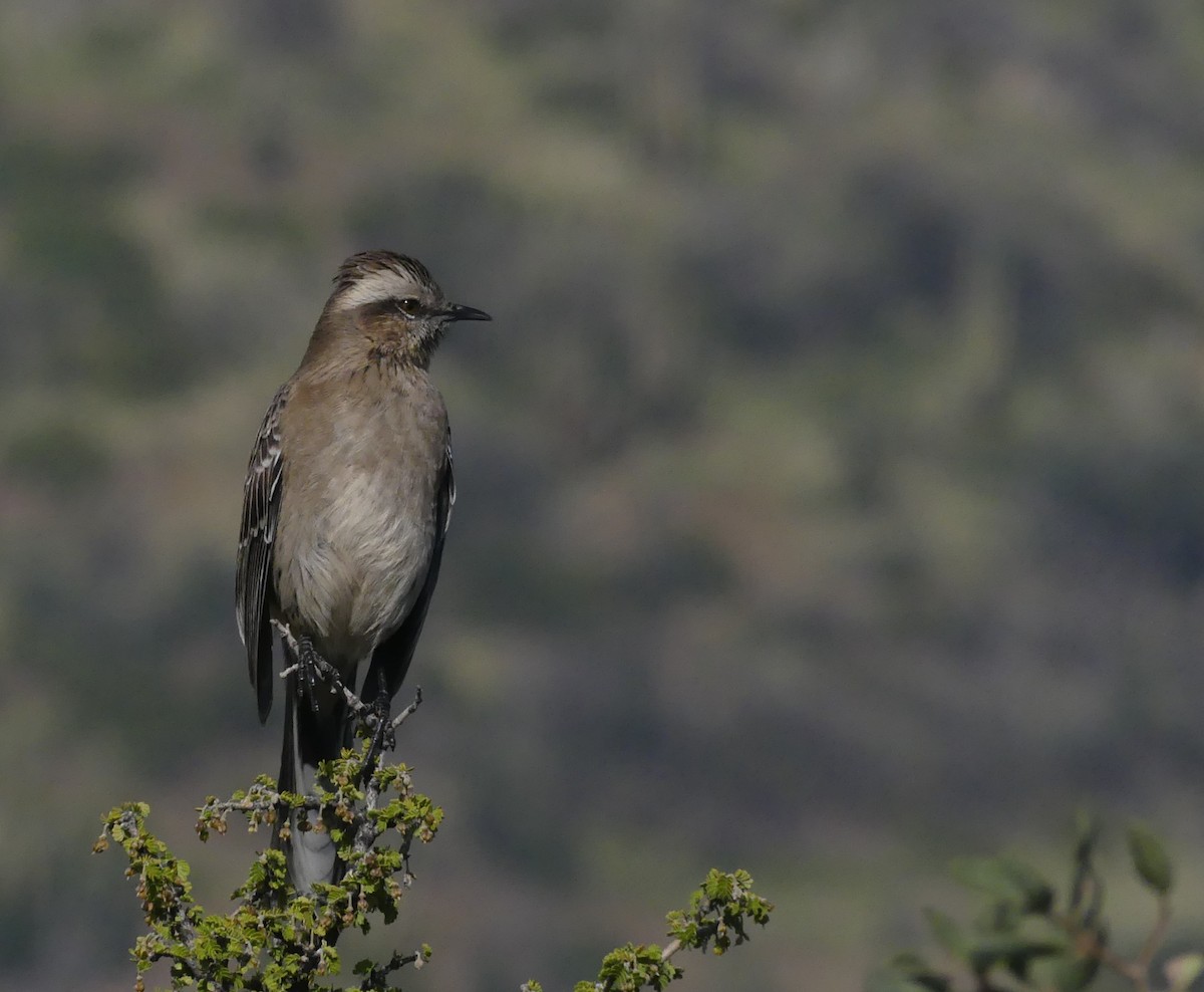 Chilean Mockingbird - ML621209951