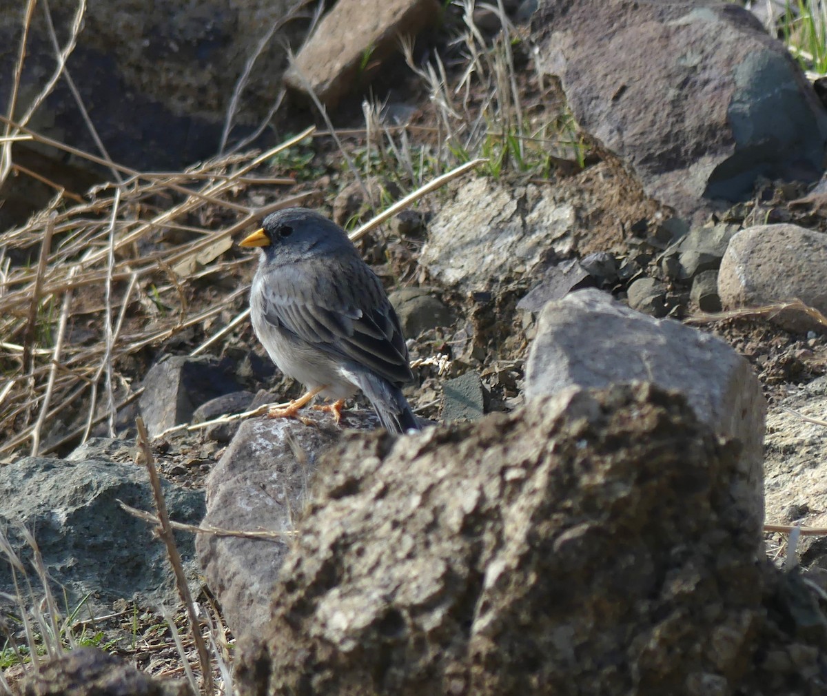 Band-tailed Sierra Finch - ML621209965