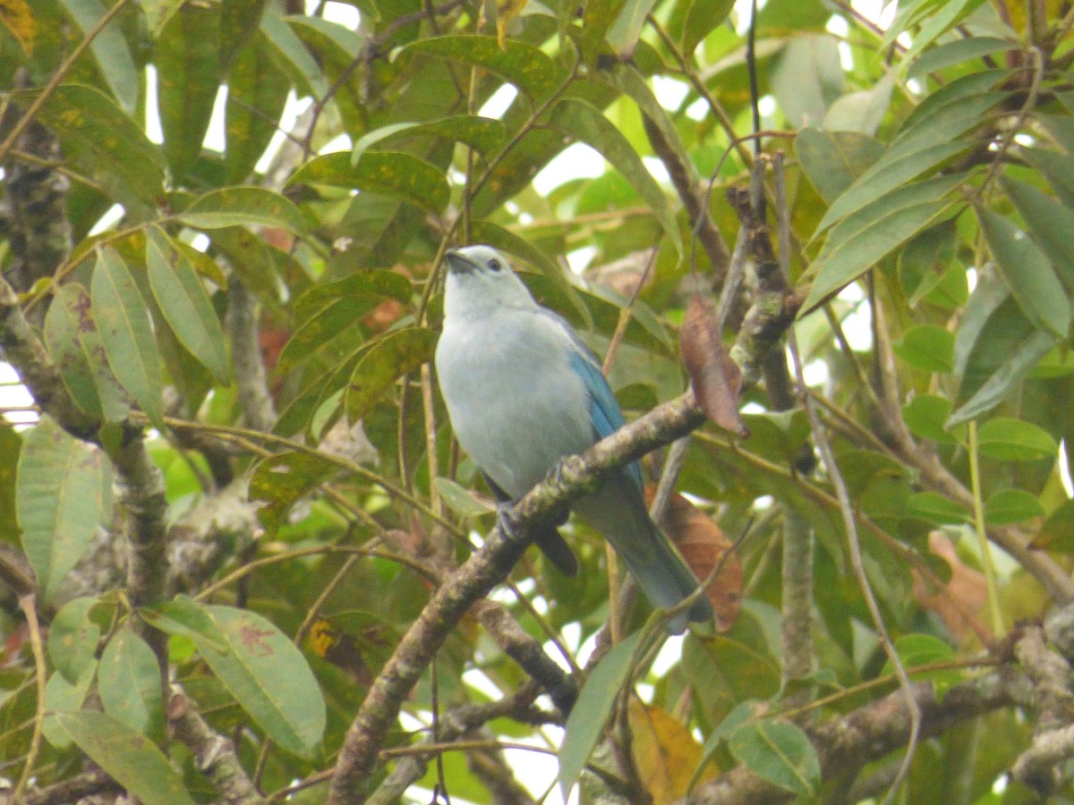 Blue-gray Tanager - ML621209973