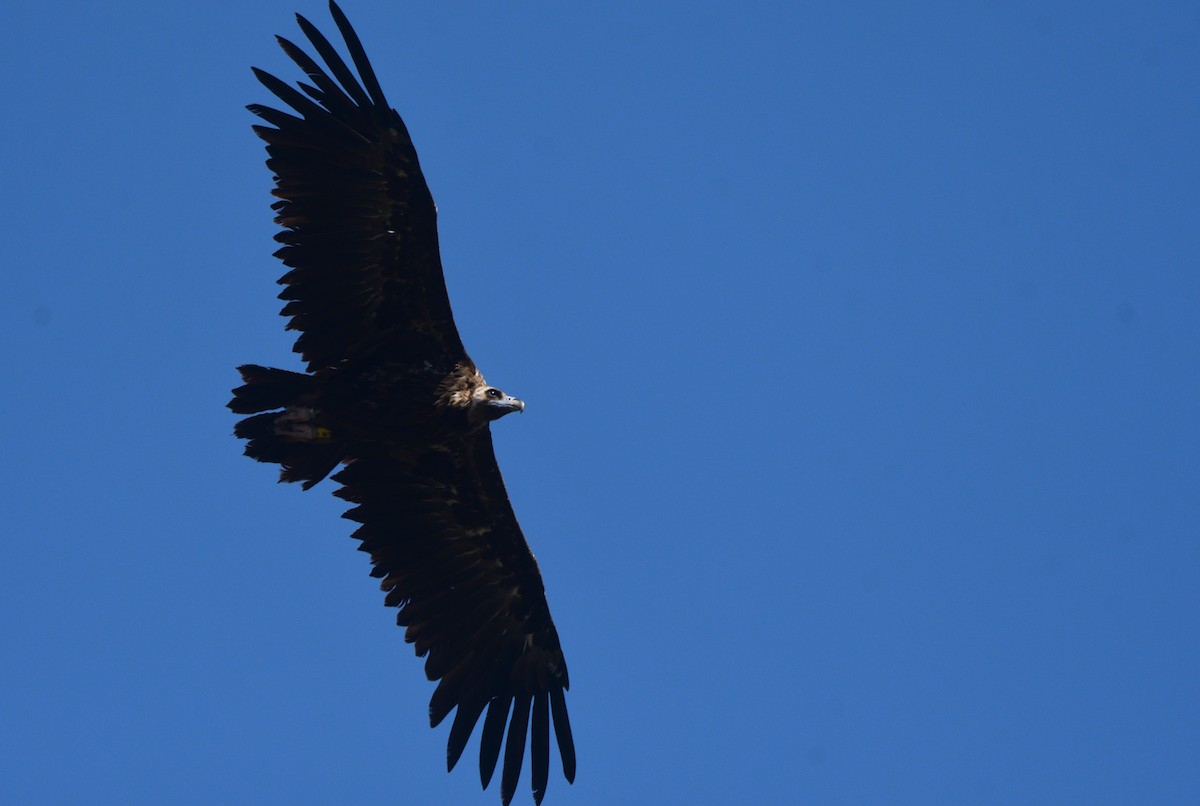 Cinereous Vulture - ML621210006