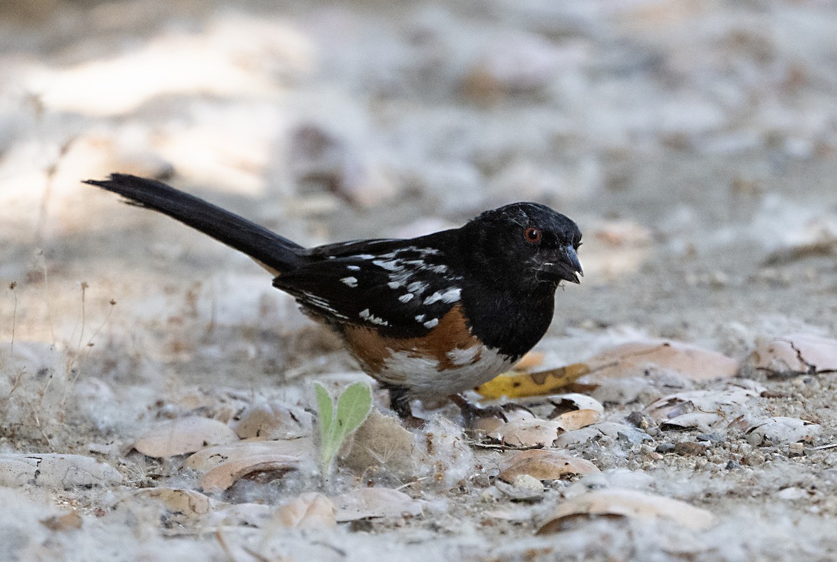 Spotted Towhee - ML621210051