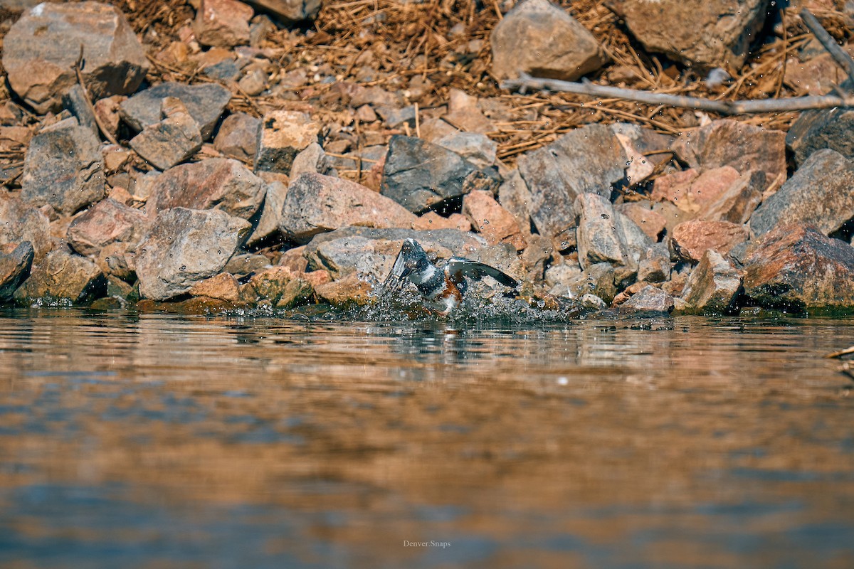 Belted Kingfisher - ML621210058